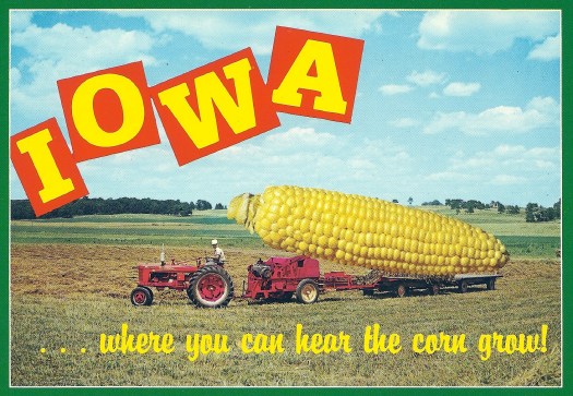 Nah, they're just joshing you. Corn doesn't grow that big.