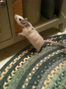 Her names is Lucy and I looooove her.