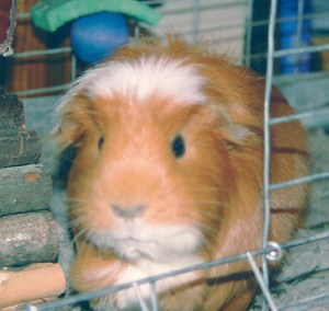 My beloved pig was never spooky. She was, however, crafty, ornery, mischievous and a cute fuzzy little bugger.