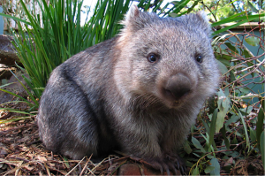 Take me home, Ellen! All I need is your looooove!