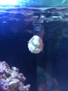 Turn Ons: Eating slime. Turn Offs: Slimelessness.