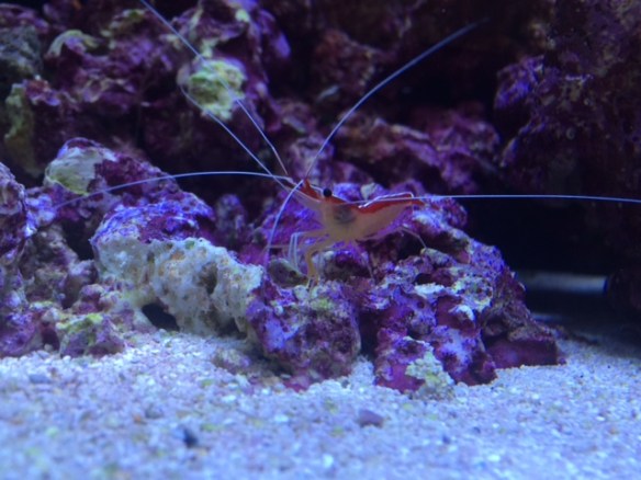 Hiya! Need a manicure?